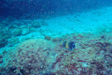 美しく大きなサザナミヤッコ（キンチャクダイ科）他。

東京都伊豆諸島式根島-2020年10月4日

The Beautiful and large Zebra angelfish (Pomacanthus semicirculatus) and others. 
