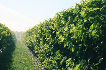 Water irrigation system in function on a green Pinot vineyard against sunlight on summer in italy