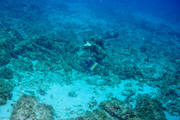 美しく大きなサザナミヤッコ（キンチャクダイ科）他。

東京都伊豆諸島式根島-2020年10月4日

The Beautiful and large Zebra angelfish (Pomacanthus semicirculatus) and others. 
