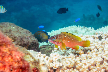 美しいアオノメハタ、アカハタ（ハタ科）、ソラスズメダイ（スズメダイ科）他。

東京都伊豆諸島式根島-2020年10月4日

A beautiful Peacock grouper (Cephalopholis argus), Blacktip Grouper (Epinephelus fasciatus), Heavenly Damselfish (Pomacentrus coelestis) a