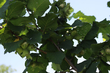 Unripe green hazelnuts growing on branches on early summer. Corylus avellana tree