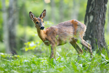 Roe deer - Capreolus capreolus - walking through a meadow with a birch forest in the background
