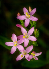 Close-up image of European Centaury (Centaurium erythraea) with dark natural background.