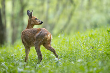 Roe deer - Capreolus capreolus - walking through a meadow with a birch forest in the background © Branislav