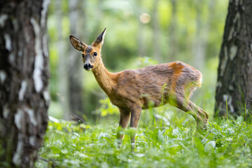 Roe deer - Capreolus capreolus - walking through a meadow with a birch forest in the background