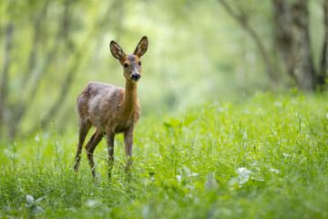 Roe deer - Capreolus capreolus - walking through a meadow with a birch forest in the background