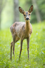 Roe deer - Capreolus capreolus - walking through a meadow with a birch forest in the background