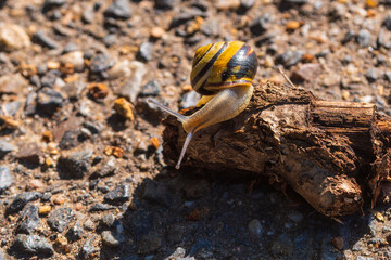 Eine Schnecke mit gelb  und schwarzem Haus auf einem Stück Holz