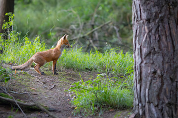 Red fox (vulpes vulpes) cub in nature