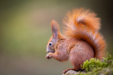 Red squirrel, Sciurus vulgaris, Cute arboreal, omnivorous rodent . Portrait of eurasian squirrel in natural habitat.