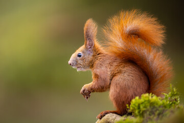 Red squirrel, Sciurus vulgaris, Cute arboreal, omnivorous rodent . Portrait of eurasian squirrel in natural habitat.