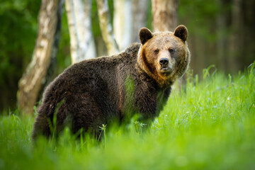 Brown bear (Ursus arctos) walking among birch trees in spring forest, alert expression, thick fur,...