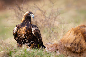 Fototapeta premium Golden Eagle, Aquila chrysaetos, big bird of prey , feeding on roe deer. Wildlife scenery.