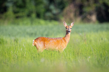 Fototapeta premium Roe deer with beautiful antlers stands in the meadow (capreolus capreolus) wildlife scenery