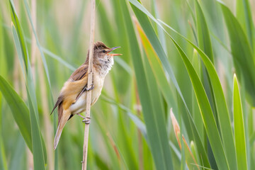 Great reed warbler, Acrocephalus arundinaceus. A bird sings on a reed stalk 