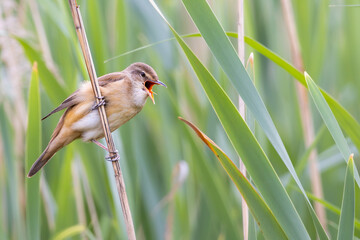 Great reed warbler, Acrocephalus arundinaceus. A bird sings on a reed stalk 