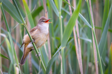 Great reed warbler, Acrocephalus arundinaceus. A bird sings on a reed stalk 
