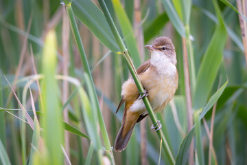 Great reed warbler, Acrocephalus arundinaceus. A bird sings on a reed stalk 