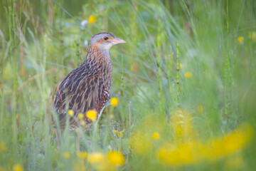 Corn crake bird ( Crex crex )