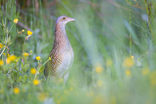 Corn crake bird ( Crex crex )