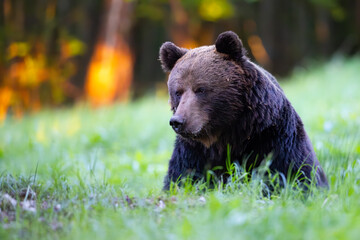 A brown bear - ursus arctos sits on a meadow, with a birch forest in the background. Wildlife...