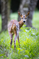 Roe deer - Capreolus capreolus - walking through a meadow with a birch forest in the background