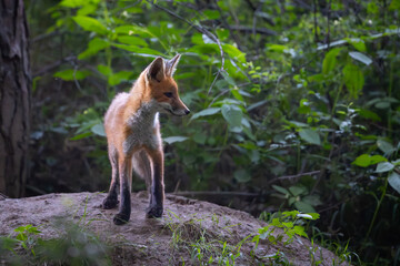 Red fox (vulpes vulpes) cub in nature