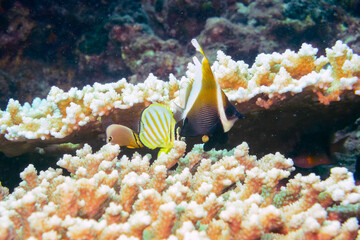 ハナグロチョウチョウウオ、ツノハタタテダイ、ミスジチョウチョウウオ、ヤリカタギ（チョウチョウウオ科）他の群れ。
伊豆諸島式根島-2020年10月4日
Ornate Butterflyfish (Chaetodon ornatissimus)
Horned bannerfish (Heniochus varius)
Oval Butterflyfish (Chaetodon Lunulatus)
