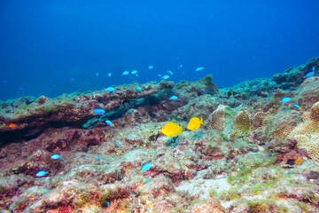 Fototapeta premium 可愛いモンツキハギ（ニザダイ科）、ソラスズメダイ（スズメダイ科）他群れ。東京都伊豆諸島式根島-2020年10月3日A school of the lovely Orangespot Surgeonfish (Acanthurus olivaceus), Heavenly Damselfish (Pomacentrus coelestis). 