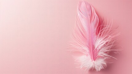 Pink feather on pink background with blank space