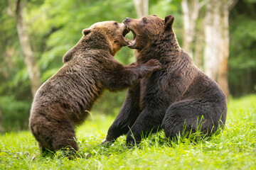 Obraz premium Brown bears fighting in the forest