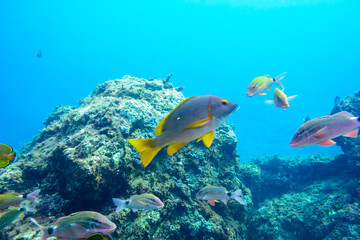 フエダイ（フエダイ科）、アカヒメジ、ホウライヒメジ（ヒメジ科）、チョウチョウウオ（チョウチョウウオ科）他の群れ。
伊豆諸島式根島-2020年10月3日
Blue-Spotted Sea Perch (Lutjanus stellatus)
Yellowfin goatfish (Mulloidichthys vanicolensis)
Whitesaddle goatfish (Parupeneu