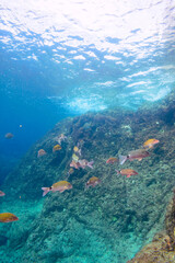 美しいホウライヒメジ（ヒメジ科）の他群れ。

東京都伊豆諸島式根島-2020年10月3日

A school of the Beautiful Whitesaddle goatfish (Parupeneus ciliatus) and others. 
