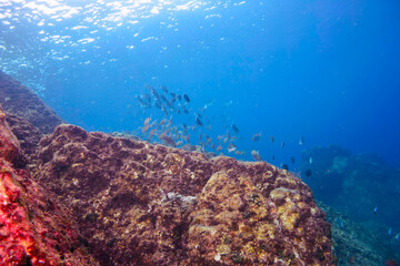 メジナ（イスズミ科）、アカヒメジ、ホウライヒメジ（ヒメジ科）の群れ他。
東京都伊豆諸島式根島-2020年10月
Largescale Blackfish (Girella punctata)
Yellowfin goatfish (Mulloidichthys vanicolensis)
Whitesaddle goatfish (Parupeneus ciliatus) and others. 