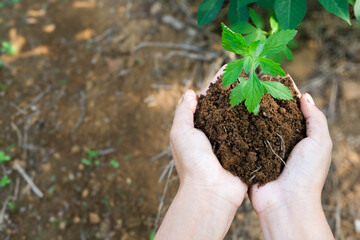 hand young woman holding young plant with sunlight on green nature background. concept eco earth day, Growing concept eco