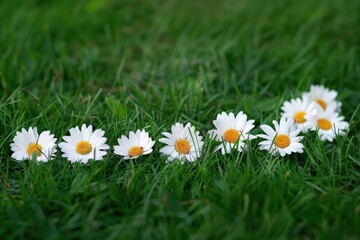 Fresh daisies standing tall in a field of lush green grass, Delicate daisy chain resting on grass, AI generated