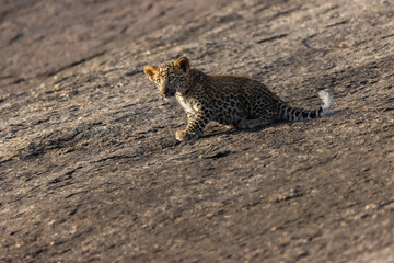 Leopard Cub At Jawai Rajasthan
