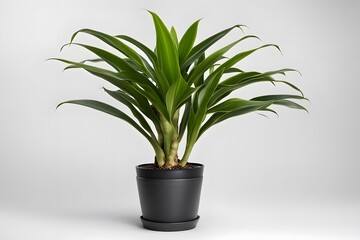 Dracaena fragrans janet lind plant in pot white background, AI Generated