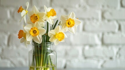 Narcissus filled jar against white brick Spring mother s day Easter theme Horizontal close up