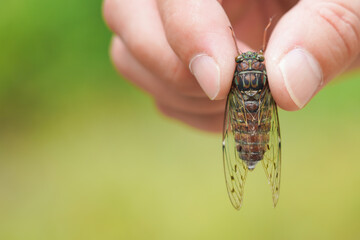 ヒグラシを捕まえた手元（コピースペース）