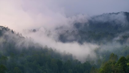 Fototapeta premium Fog images, mist in the forest, There is also a forest area and mountains covered with fog