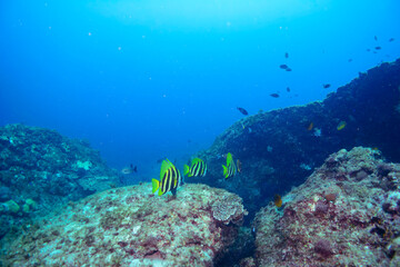 Fototapeta premium 大きく美しいテングダイ（カワビシャ科）、タカベ（タカベ科）他の群れ。東京都伊豆諸島式根島-2020年10月A school of large, beautiful Banded boarhead, Striped boarfish (Evistias acutirostris), Yellowstriped Butterfish (Labracoglossa argentiventris)