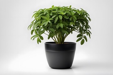 Fototapeta premium Dwarf umbrella plant in white pot white background, AI Generated