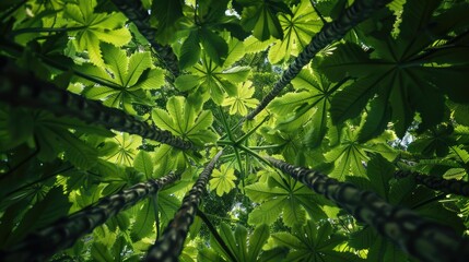 Obraz premium View of young green papaya cluster on a tree from below