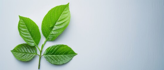 Fototapeta premium Close-up of a green leaf against light blue backdrop, featuring shadow on left