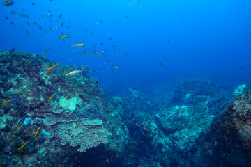 Fototapeta premium ゆったり泳ぐ美しく大きなアオウミガメ（ウミガメ科）とタカベ（タカベ科）の群れ。 東京都伊豆諸島式根島-2020年10月 Green sea turtle (Chelonia mydas, family Turtles) Yellowstriped Butterfish (Labracoglossa argentiventris). 