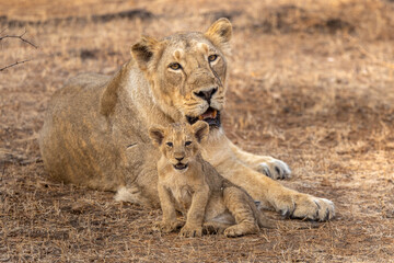 Lioness and Her New Born Cub