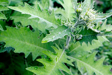 Sembung leaves, or the Latin name Blumea balsamifera, is a herbal plant originating from Nepal. This plant grows in open, somewhat protected areas on river banks.
