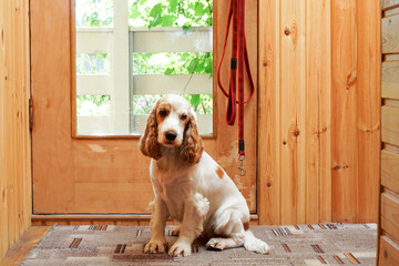 The dog sits near the glass door and waits to go for a walk.