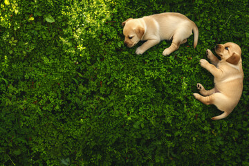 labrador puppies on grass in park in summer morning